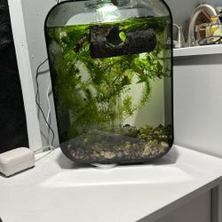 Fish Tank