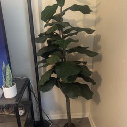 Fake Corner Plant 