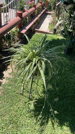 Una planta. Iiston