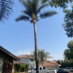 Palm Tree For Sale