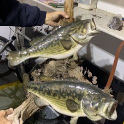 2 20” LARGEMOUTH BASS PROFESSIONALLY STUFFED AND MOUNTED 