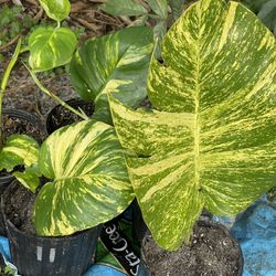 Golden Pathos Climbing Vine