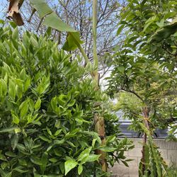 Big Tall 7ft Thai Banana Tree