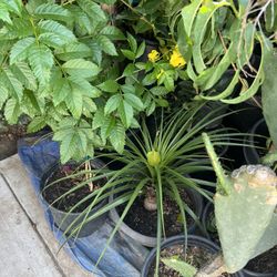 Plantas 