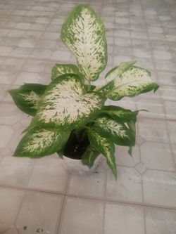 Plantas De Interiores