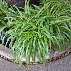 Dwarf Agapanthus (5GL) 