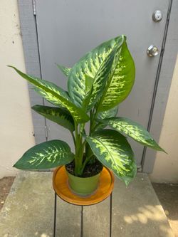 Dieffenbachia Tropic Snow Dumb Cane House Plant 6” Pot