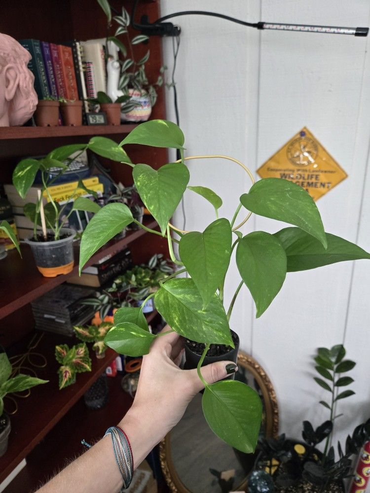 Golden Pothos In Ceramic Plant
