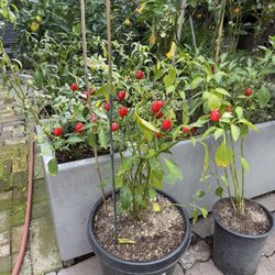 Planta De Chile Maceta Grande