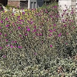 FREE PLANTS!!!  SOME FLOWERS/OLIVE SHRUBS ROSEMARY