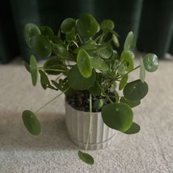 Pilea peperomioides / Chinese Money Plant 