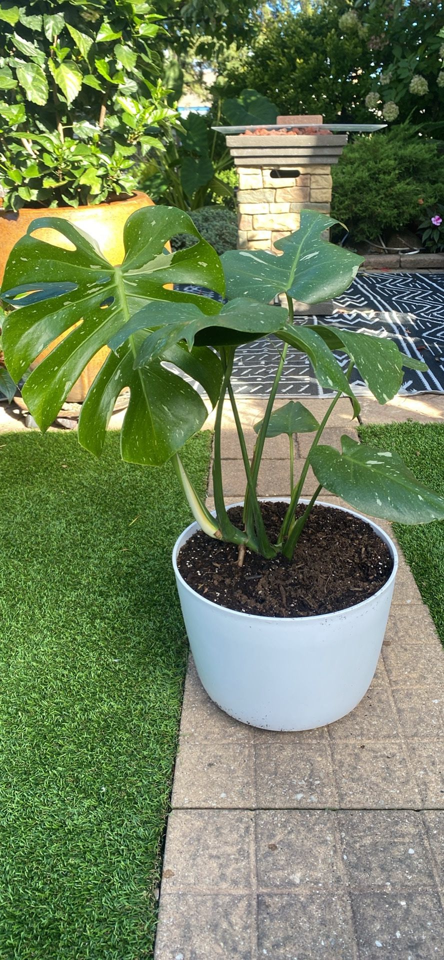 Monstera Thai Constellation 