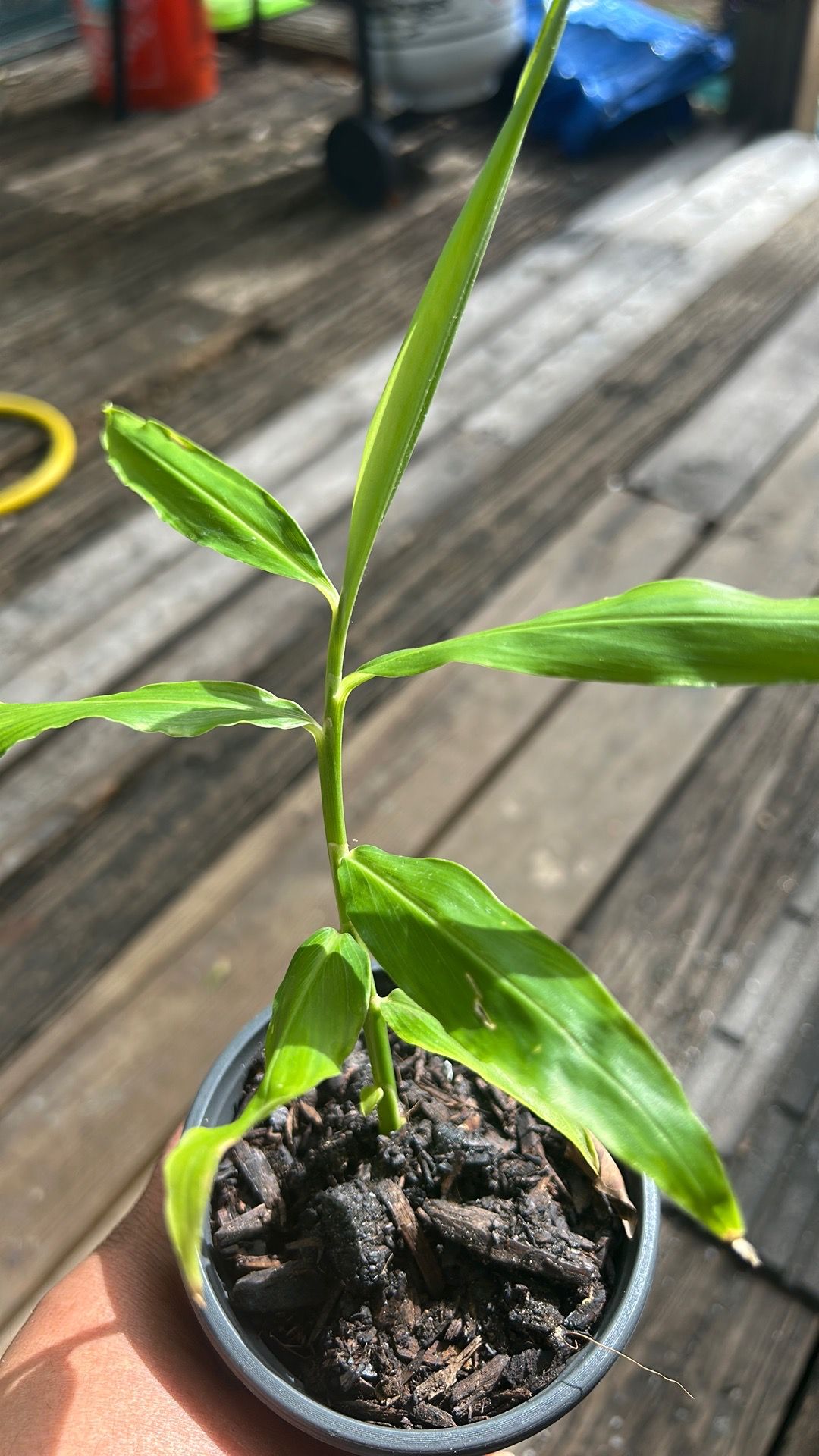 TutiFarm Ginger Plant – Healthy Live Edible Ginger in Pot