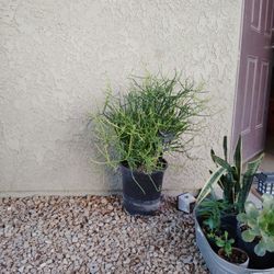 2 Plants