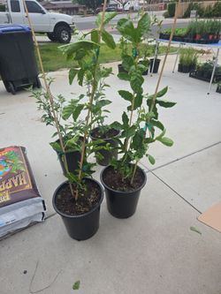 Plant sale passion fruit mint oregano vicks vapurub peppers pots
