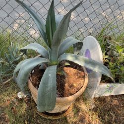 Cactus plant