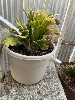 Cactus de Navidad