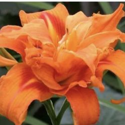 Daylily Plants (double orange ) 