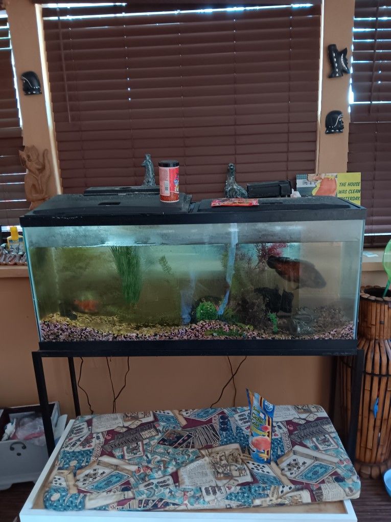 55gallon Fish Tank With Fish Stand And Other Accessories