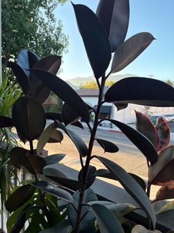 Ficus elastica Burgundy Rubber plant