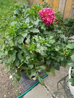 Dahlia plant