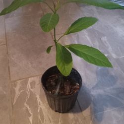 Hass Avocado Tree 