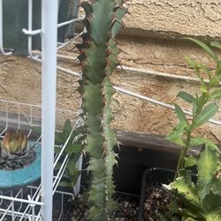 Euphorbia caerulescens