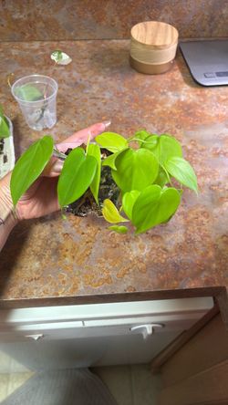 Lemon lime philodendron 3.5inch pot
