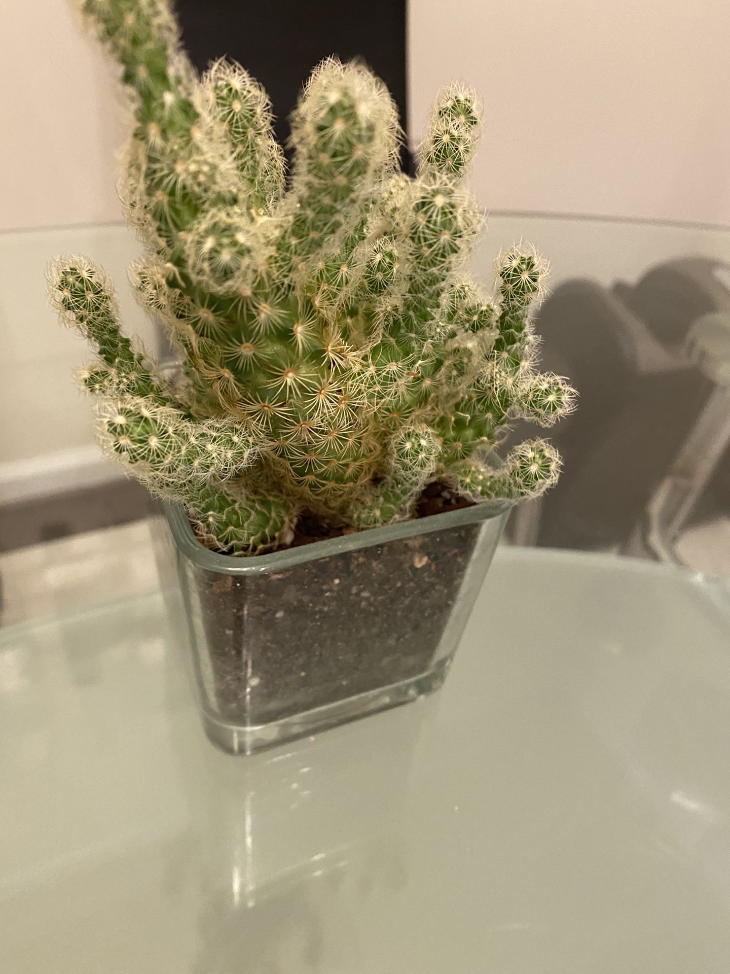 3 years old healthy cactus (small )- around 6 inches