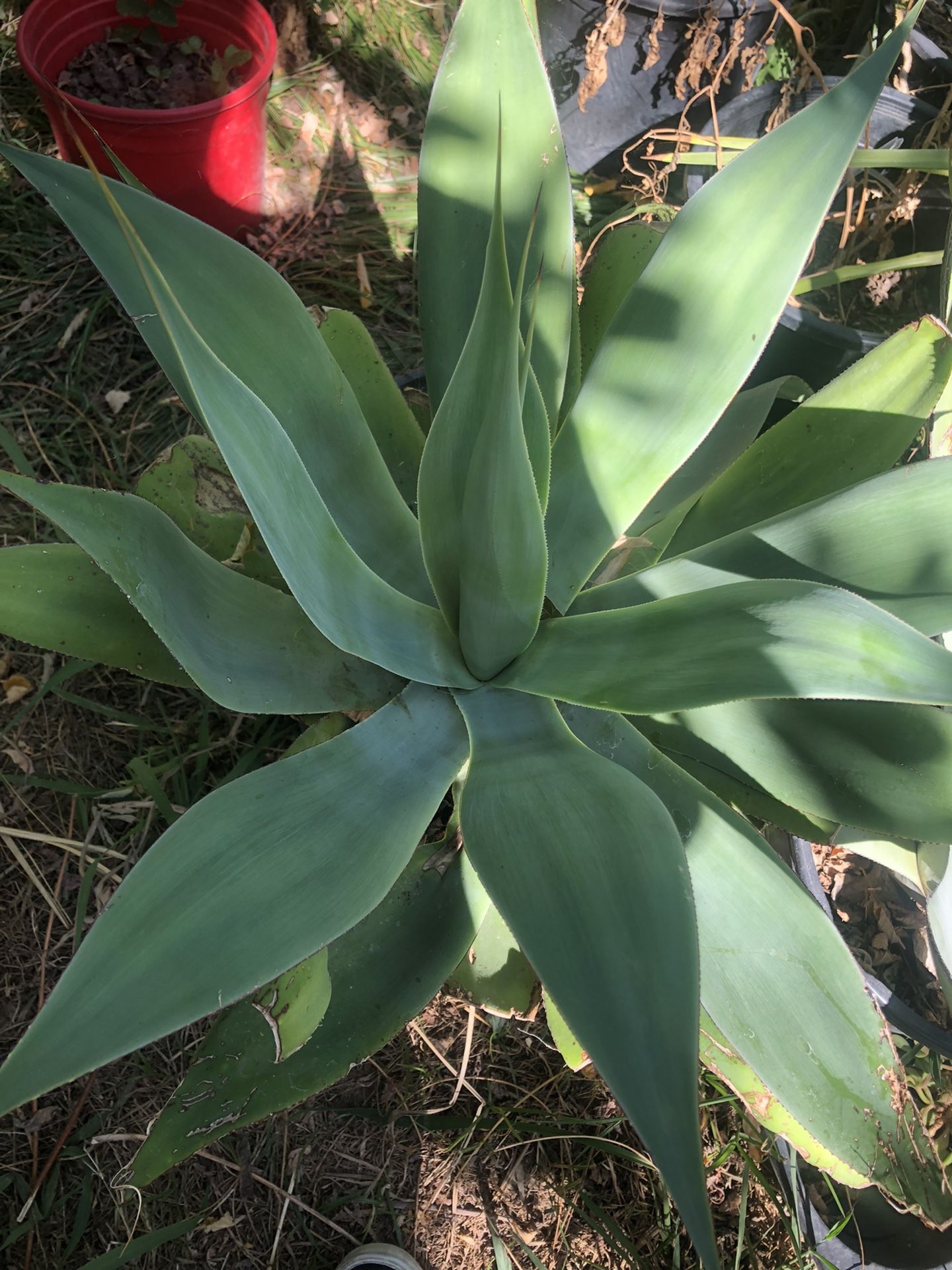 Agave Plant for Sale in Rio Linda, CA OfferUp