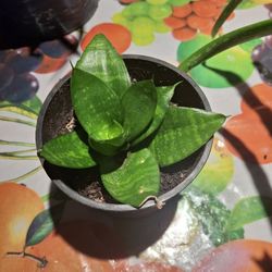 Lengua De Suegra
