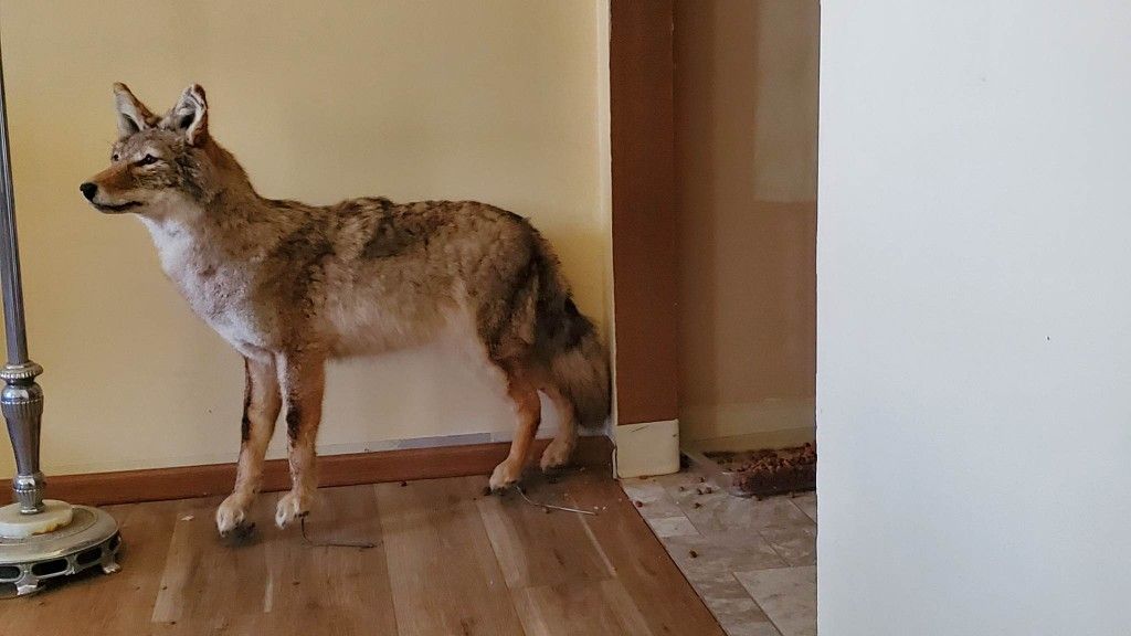 Taxidermist Coyote