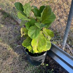 Fiddle Leaf Fig Plant