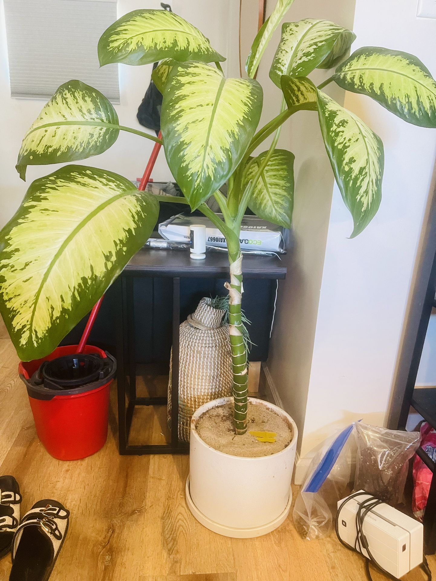 Dieffenbachia Plant