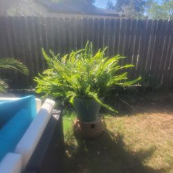 plants/trees for sale in nice pots