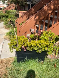 Large planter with succulents plants