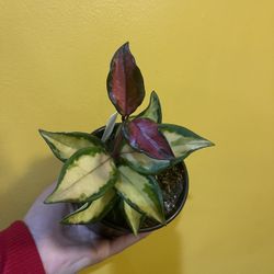 4” hoya exótica tricolor