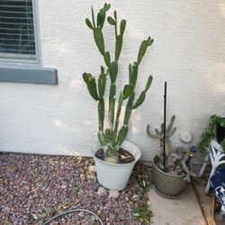 Prickly. Pear. Cactus