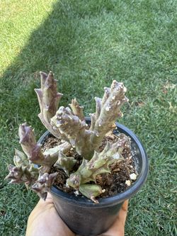 Succulents