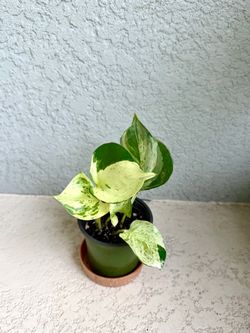 Pothos  manjula plant