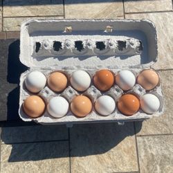 Fresh Eggs For Sale