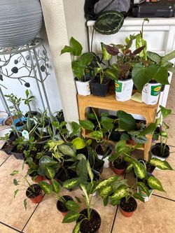 Small plants 5 each