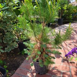 Pine Tree