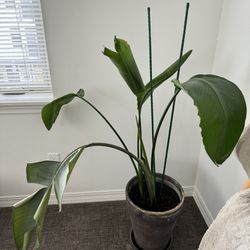 Birds of Paradise Plant, with pot. 