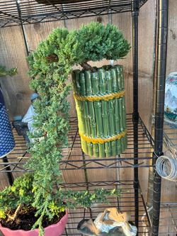 Bonzo plant for sale $60 each Bonsai  plans for sale $60 each