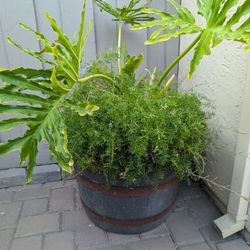 Plants With Pot