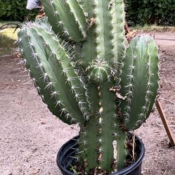 CACTUS 🌵 Plant. 4