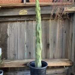 Skinny Totem Pole Cactus Plant