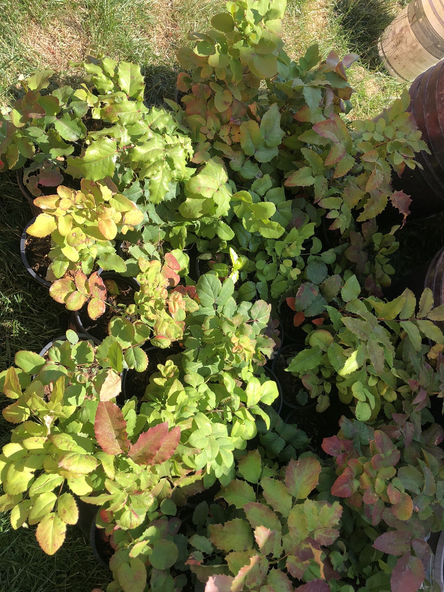 Oregon Grapes for Sale in WA OfferUp