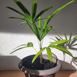 Lady Palm In Big Plantpot